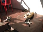 Кочашье семейство